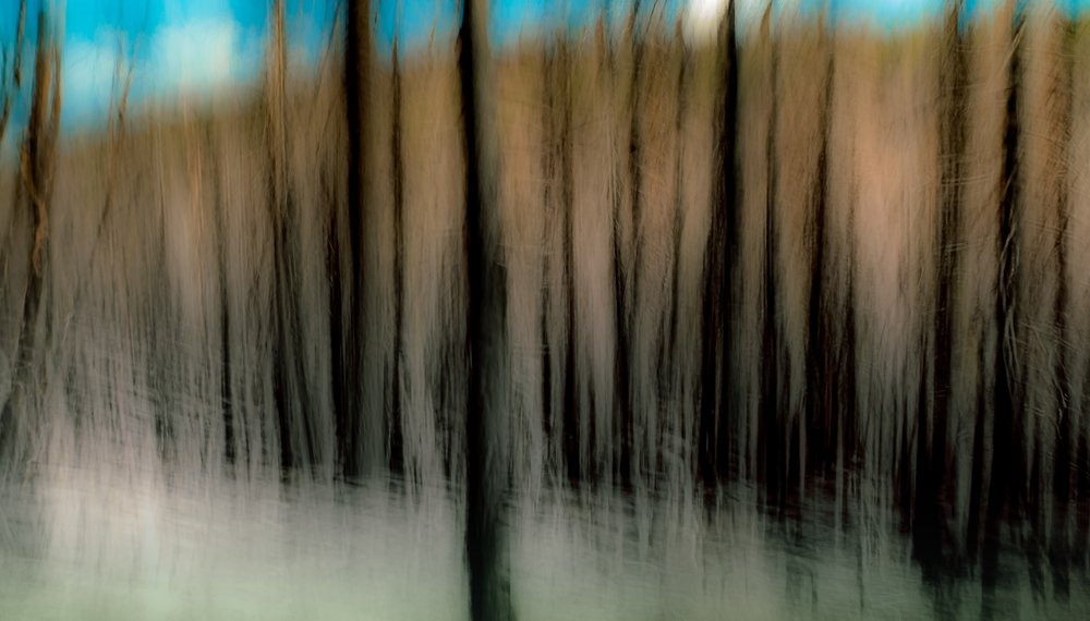 After+the+Burn,+Klamath+Mountains