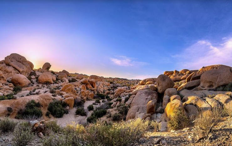 joshua tree